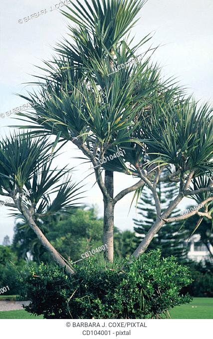 Screw Pine (Pandanus utilis)