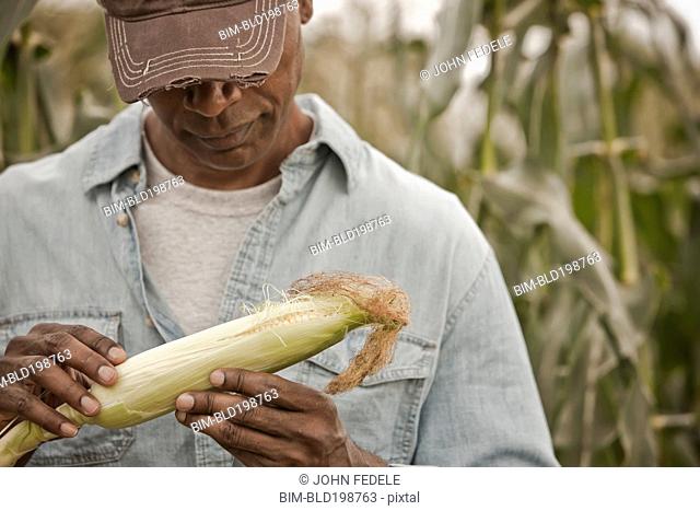 African American farmer tending corn crop