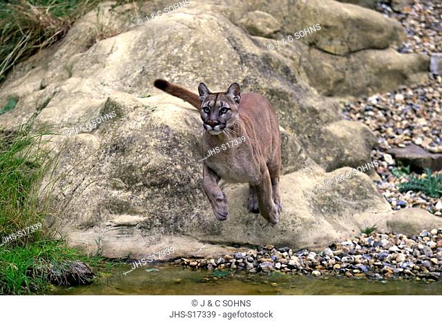 Mountain Lion, (Felis concolor), adult jumping at water, America