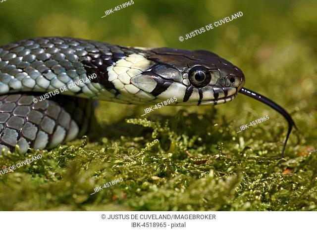 Young grass snake (Natrix natrix) with darting tongue, Schleswig-Holstein, Germany
