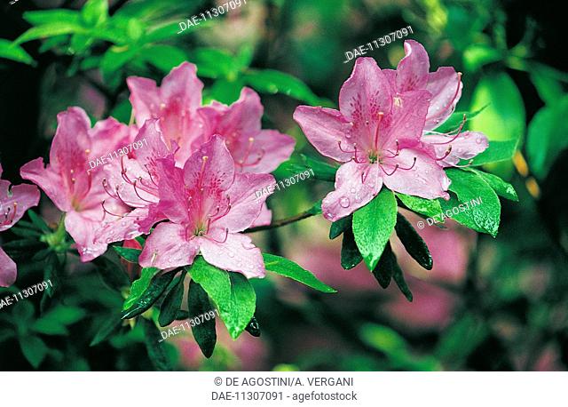 Rhododendron (Rhododendron sp), Ericaceae, Borromean Islands, Lake Maggiore, Piedmont, Italy