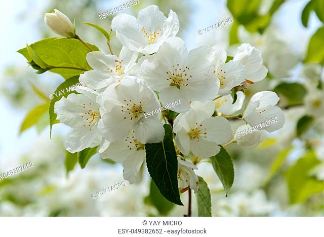 Apple trees in spring flowers