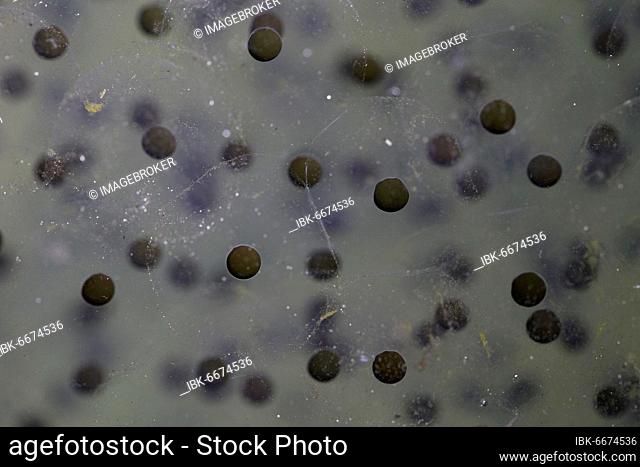 Common frog (Rana temporaria) Detail of a spawning ball with eggs and gelatinous egg cases, Thuringia, Germany, Europe