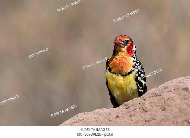 Red-and-yellow barbet (Trachyphonus erythrocephalus), on a termite mound, Tsavo, Kenya, Africa