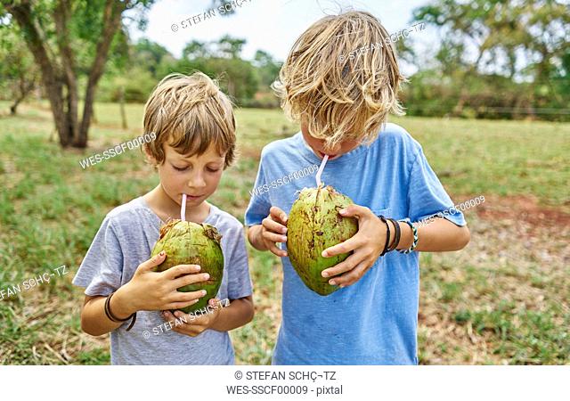 Brazil, Bonito, two boys drinking from coconut with straws