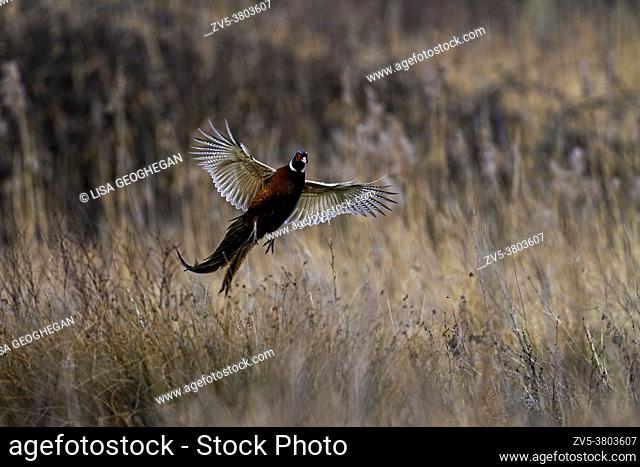 Male Pheasant-Phasianus colchicus lands in grassland