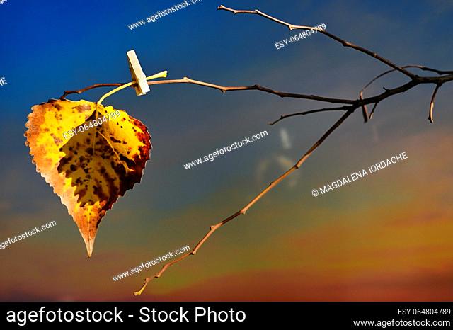 Abstract One yellow leaf hanging on tree with clothespins