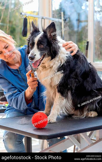 Grooming of Border Collie dog. Dog is sitting on the grooming table. Red play ball is placed on the table