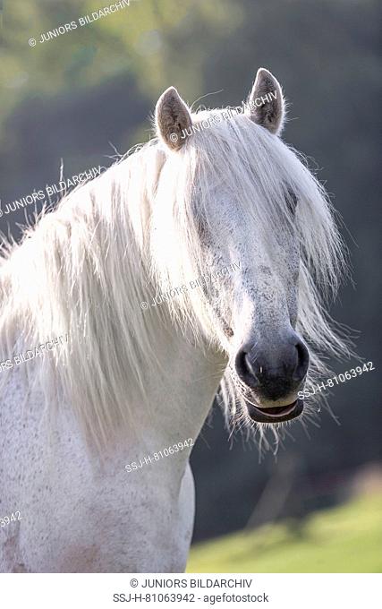 Highland Pony. Portrait of adult gray gelding. Germany