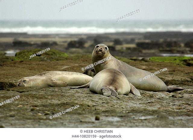 Southern Elephant Seal, Mirounga leonina, Reserva Natural, reserve, seal, Turistica, Punta Delgado, preserve, Peninsul