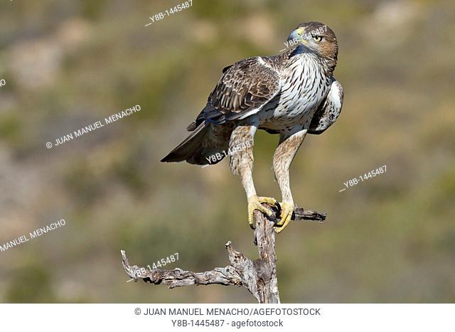 Bonelli's Eagle (Hieraaetus fasciatus) adult, Valencian comunity, Spain