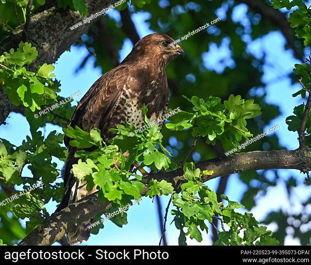 22 May 2022, Brandenburg, Mallnow: A buzzard (Buteo buteo) stands on a branch of an oak tree at the edge of the Oderbruch, looking for food