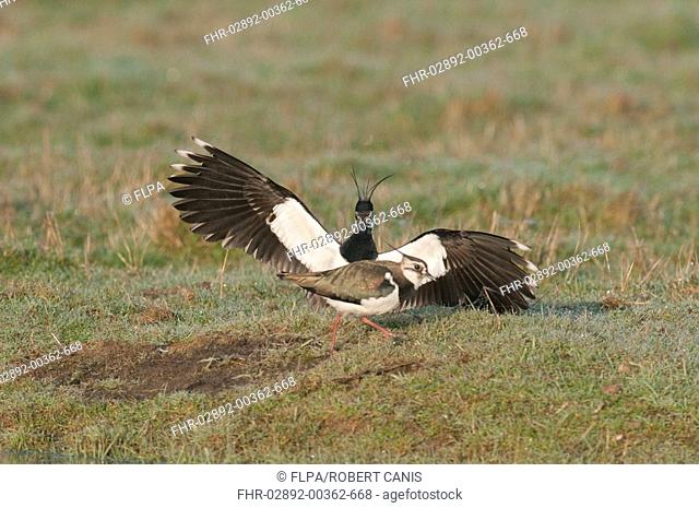 Northern Lapwing Vanellus vanellus adult pair, in courtship, male displaying to female, North Kent Marshes, Kent, England, march