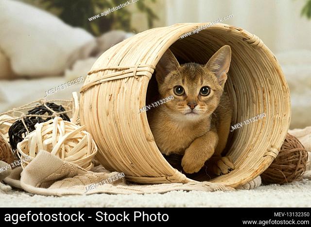 Abyssinian kitten indoors in a basket