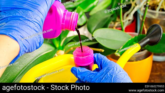 gardener fertilizer home orchid plants. houseplant care. woman watering orchid flowers. , housework and plants care concept