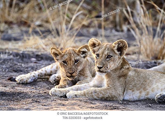Two African lion cubs resting together (Panthera leo) South Luangwa National Park, Zambia