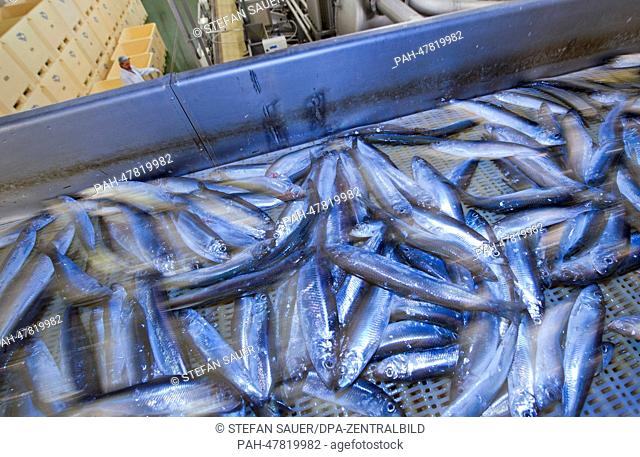 Herrings of the Baltic Sea are pictured on a conveyor at the fish factory EuroBaltic of the Dutch company Parlevliet & Van der Plas (P&P) in Sassnitz-Mukran on...
