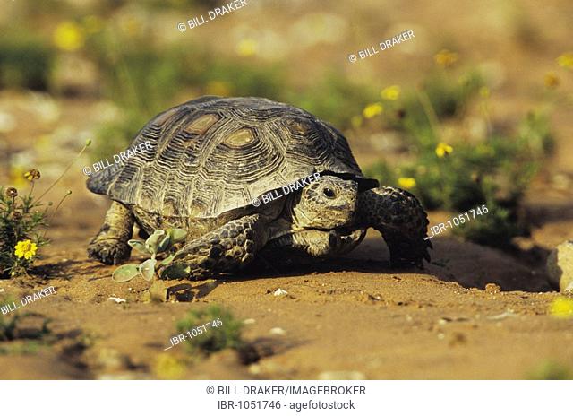 Texas Tortoise (Gopherus berlandieri), adult walking in desert, Starr County, Rio Grande Valley, Texas, USA