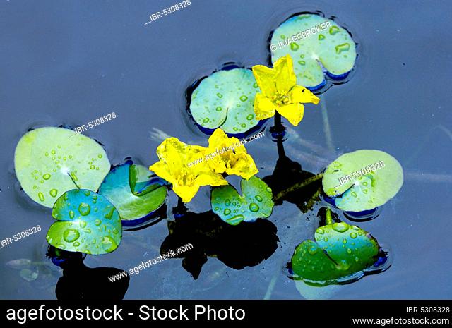 Fringed Water-lily (Nymphoides peltata), Lower Saxony, Germany, Europe