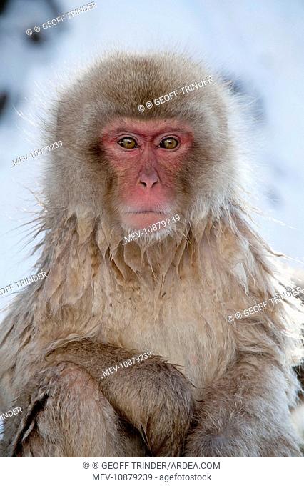Japanese Macaque - portrait (Macaca fuscata). Jigokudani Park - Japan