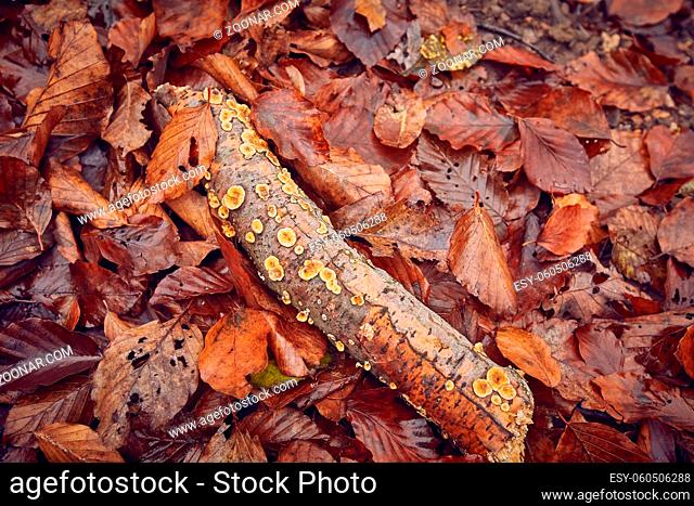 Fallen leaves and broken branch on the ground, fungi growing, autumn nature background