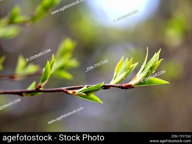 Beautiful leaves on the tree photographed close up