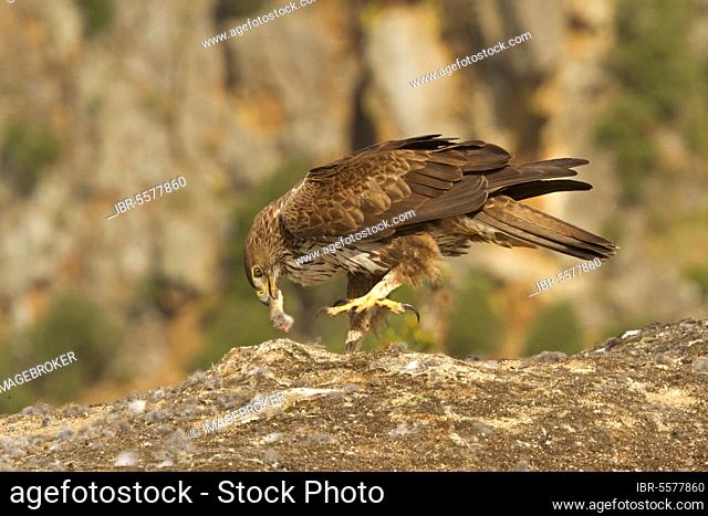Bonelli's Eagle (Aquila fasciata) adult, feeding on European Rabbit (Oryctolagus cuniculus) prey, Castilla y Leon, Spain, Europe