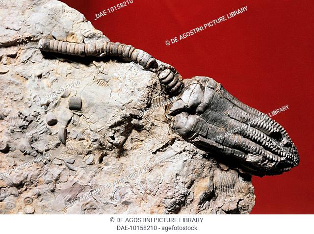 Encrinus liliiformis fossil, Crinoidea, Germany.  Milan, Museo Civico Di Storia Naturale (Nature Museum)