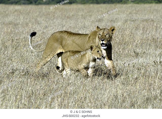 Lion, Panthera leo, Masai Mara, Kenya, female with cub