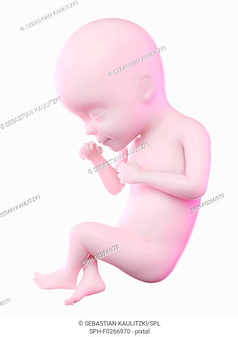 Fetus at week 27, computer illustration