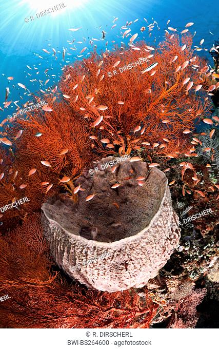 Orange sea perch, Sea goldie, Lyretail coralfish, Lyretail anthias, Harem Flag Basslet (Anthias squamipinnis, Pseudanthias squamipinnis)