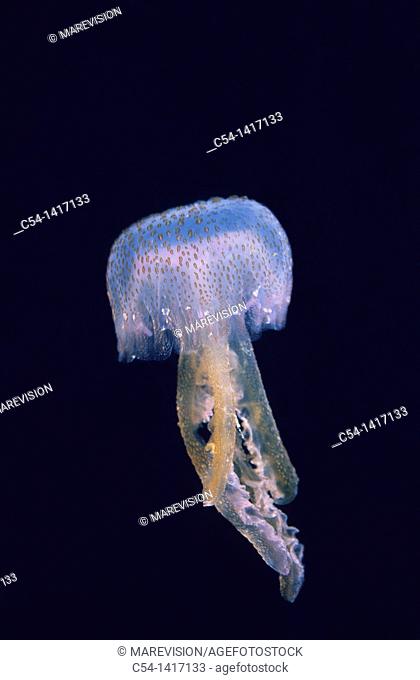 Mauve Stinger or Pink jellyfish (Pelagia noctiluca), Eastern Atlantic, Galicia, Spain