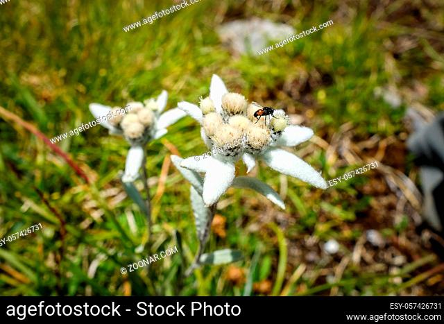 Edelweiss flowers close up view in Vanoise national Park, France