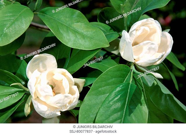 DEU, 2002: Sweet Bay, Swamp Bay (Magnolia virginiana), variety: Opelousas, flowers