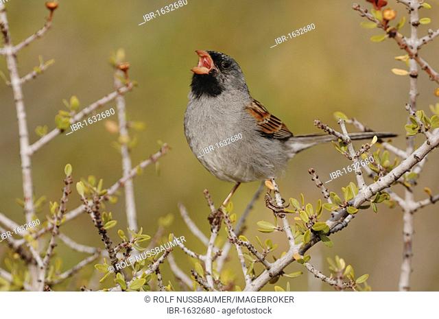 Black-chinned Sparrow (Spizella atrogularis), male singing, Chisos Mountains, Big Bend National Park, Chihuahuan Desert, West Texas, USA
