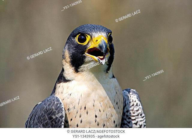 PEREGRINE FALCON falco peregrinus, ADULT CALLING OUT, NORMANDY