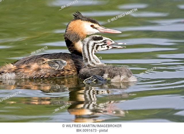 Great Crested Grebe (Podiceps cristatus) with chick, young bird, North Hesse, Hesse, Germany