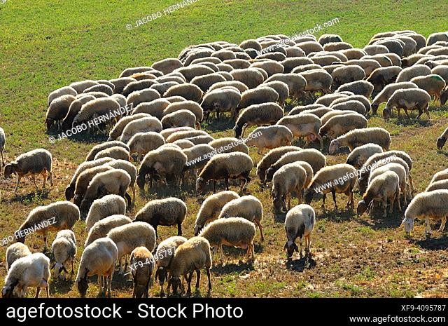 Flock of sheep. Paredes de Nava. Palencia province. Castilla y León. Spain