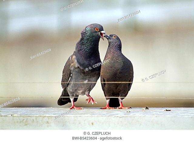 domestic pigeon (Columba livia f. domestica), courtship behaviour from feral doves in the city, Germany