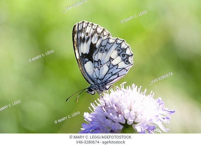 Marbled White, Melanargia galathea. Distinct white butterfly with black marbled markings. Wingspan: 46â. “56mm. Found in tall grassland, forest edges