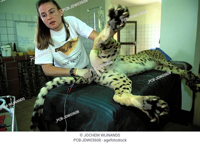 collecting semen during a medical check up of cheetahs at CCF