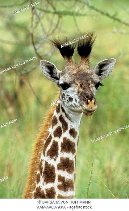Young Masai Giraffe (Giraffa camelopardalis), Serengeti NP, Tanzania