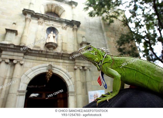 An iguana stands on her owners hat outside La Merced Catholic church during the Blessing of the Animals celebration in Oaxaca