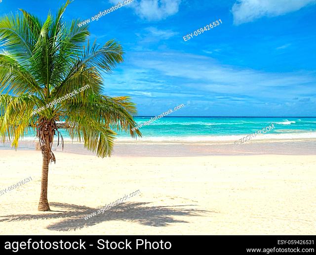 Tropical Beach with Palm Tree on a Sunny Day