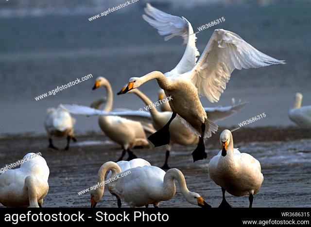 Angle of pier whooper swans QianXiDe flourish in eastern China's shandong province smoke