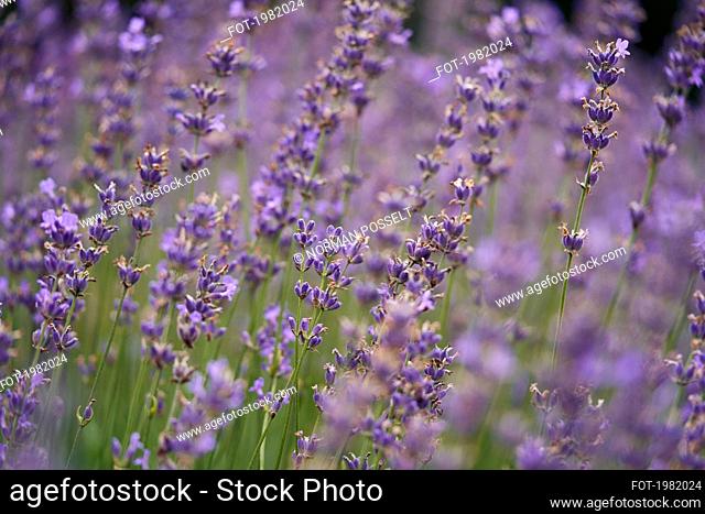 Purple lavender growing