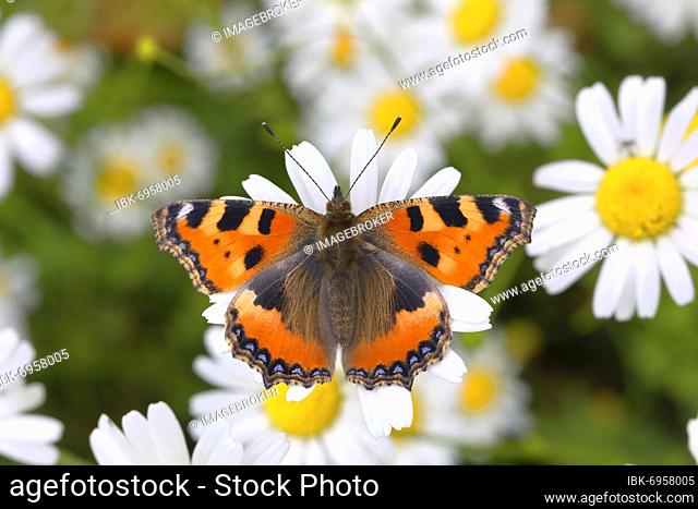 Small tortoiseshell (Aglais urticae) butterfly sitting on daisy flower (Leucanthemum), North Rhine-Westphalia, Germany, Europe