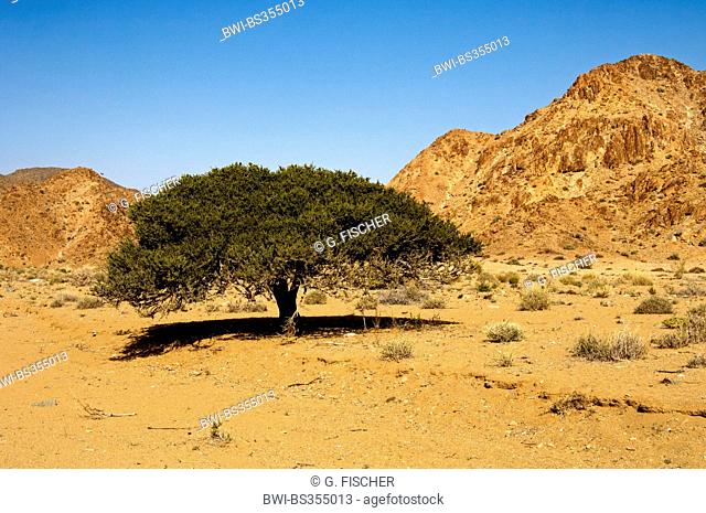 Witgatboom, Shepherd's tree (Boscia albitrunca), single tree in the desert, South Africa, Northern Cape, Richtersveld National Park