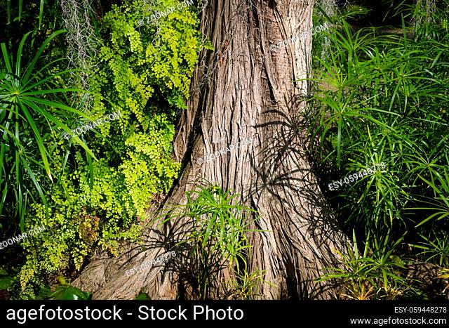 tree trunk, dense growing plants in tropical forest