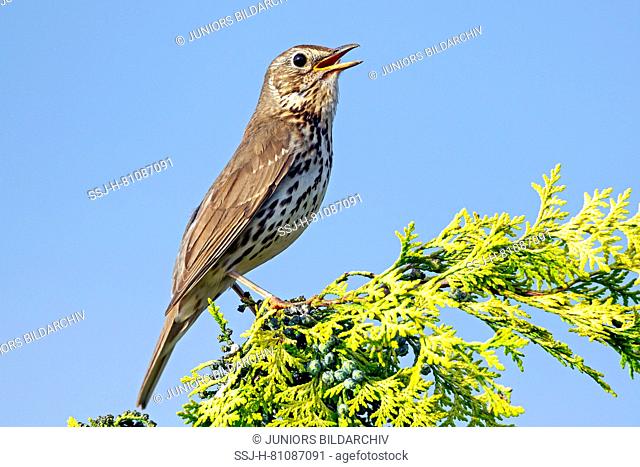 Song Thrush (Turdus philomelos). Male singing from song post. Germany